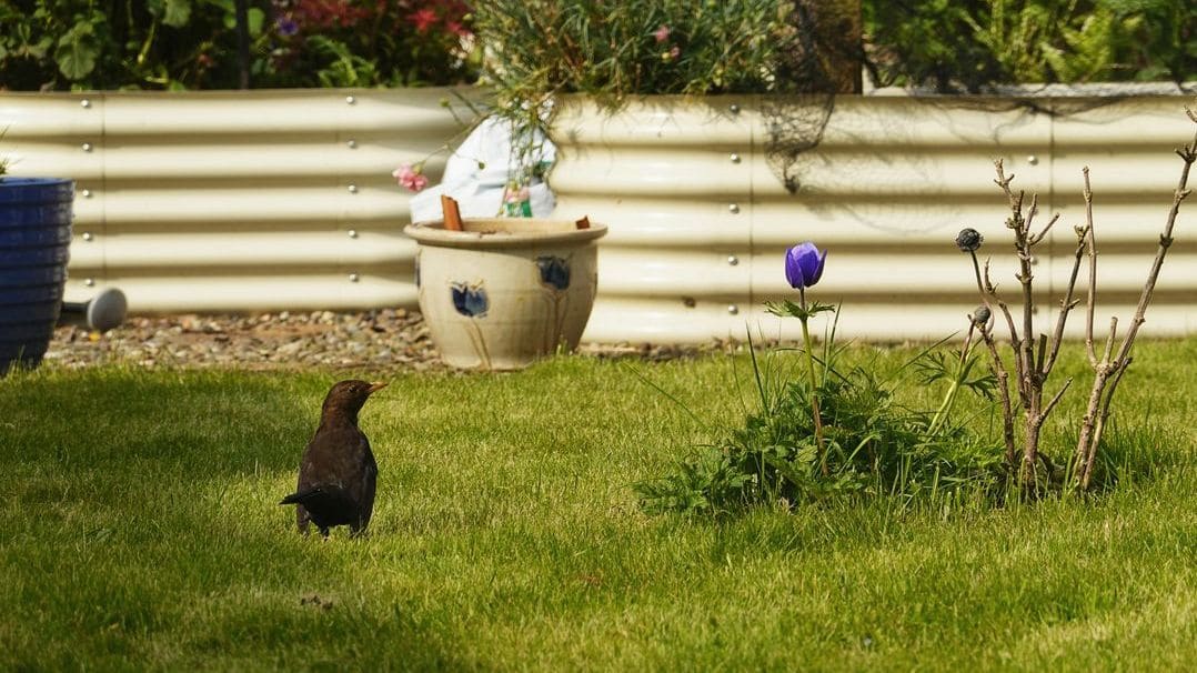 Early Spring Garden Prep Tips for a Healthier Landscape