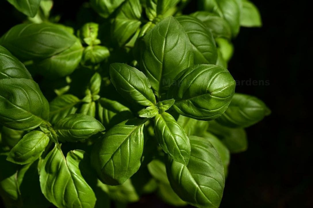 Maple Crest Gardens 10